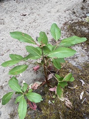 Arbutus menziesii