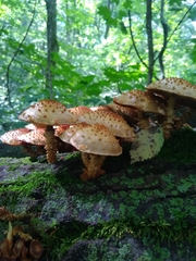 Pholiota squarrosoides