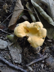 Cantharellus flavolateritius