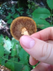 Pholiota squarrosoides