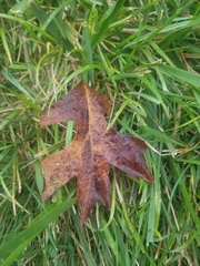 Quercus palustris