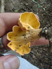 Cantharellus flavolateritius