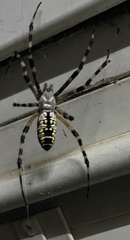 Argiope aurantia