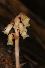 Monotropa hypopitys