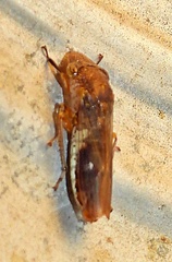 Homalodisca vitripennis