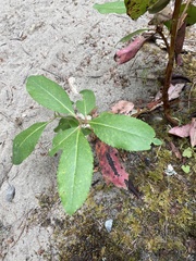 Arbutus menziesii