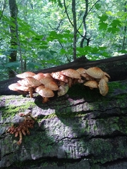 Pholiota squarrosoides