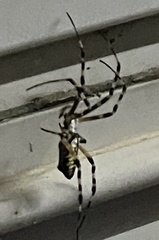 Argiope aurantia