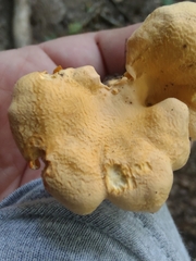 Cantharellus flavolateritius