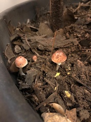 Limacella