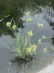Cyperus eragrostis
