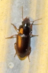Harpalinae