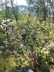 Ribes altissimum