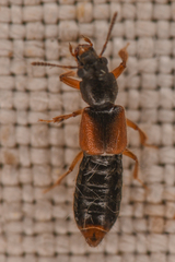 Bledius