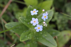 Myosotis