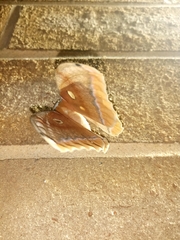 Antheraea polyphemus