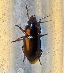 Harpalinae