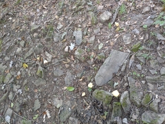 Cantharellus flavolateritius