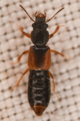 Bledius
