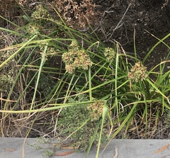 Cyperus eragrostis