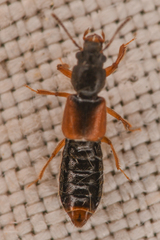 Bledius