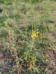 Cleome viscosa