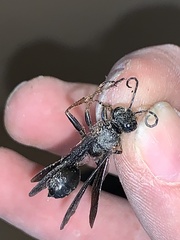 Isodontia