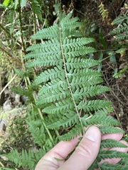 Polystichum andersonii