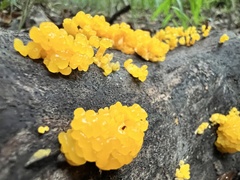 Dacrymycetaceae