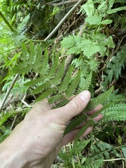 Polystichum andersonii