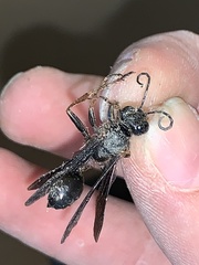 Isodontia