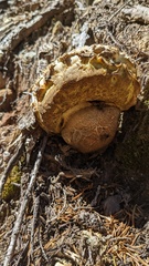 Caloboletus conifericola