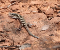 Aspidoscelis uniparens