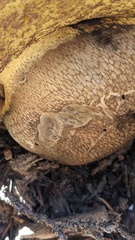Caloboletus conifericola
