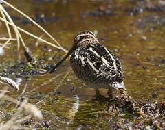 Gallinago andina