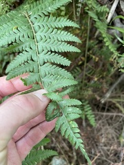 Polystichum andersonii