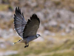 Geranoaetus polyosoma