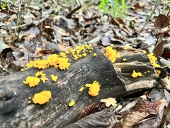 Dacrymycetaceae