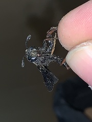 Isodontia