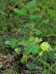 Crataegus chlorosarca