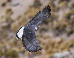 Geranoaetus polyosoma