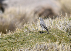 Muscisaxicola rufivertex