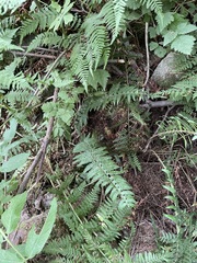 Polystichum andersonii