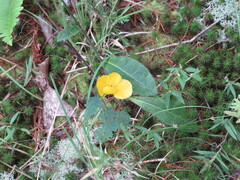 Stylosanthes biflora