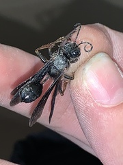 Isodontia
