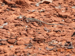 Aspidoscelis uniparens