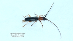 Stenhomalus incongruus