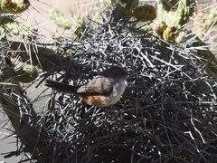 Asthenes dorbignyi arequipae