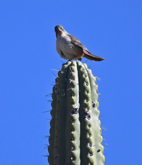 Asthenes dorbignyi arequipae