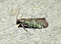 Cacotherapia flexilinealis